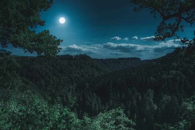 Mystical Forest Feast