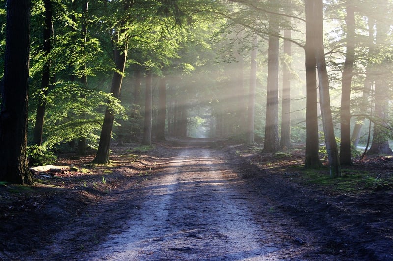 Nature's Splendor