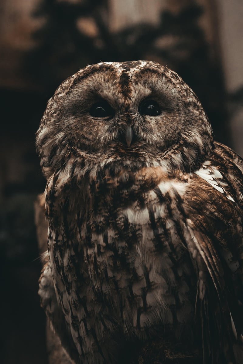 Wise Owl