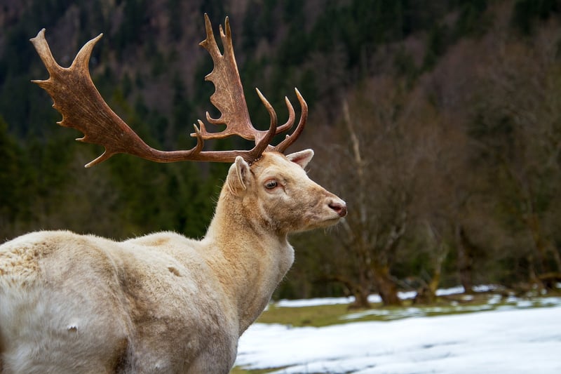Graceful Deer