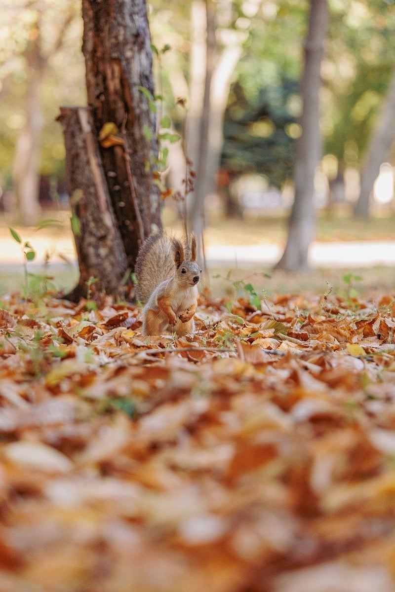 Mischievous Squirrel